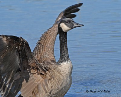 Canada Geese and Greater White-fronted Geese