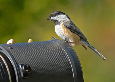 Chickadees