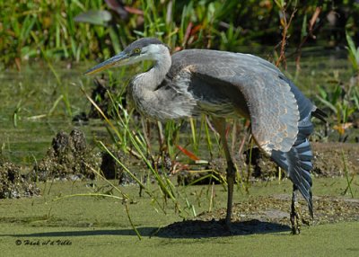 200708117 250 Great Blue Heron xxx.jpg