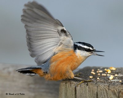nuthatches_2007