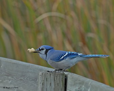 20071002 155 Blue Jay.jpg