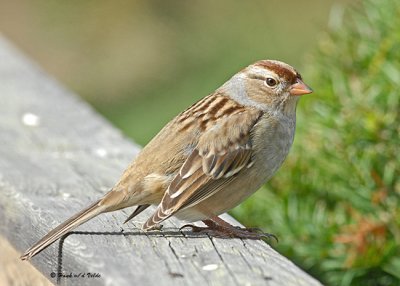 20071007 025 Juvenile WC Sparrow .jpg