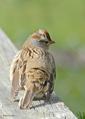 20071007 041 Juvenile WC  Sparrow .jpg