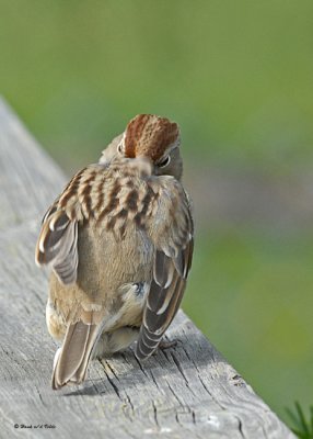 20071007 045 Juvenile WC Sparrow.jpg