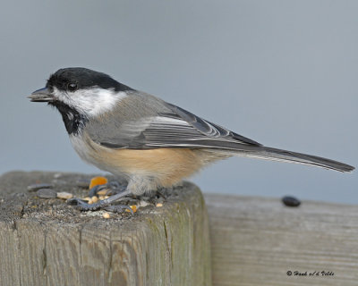 20071002 065 Black-capped  Chickadee .jpg