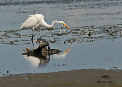 Herons and Egrets 2007