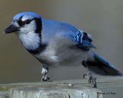 blue_jays-2007