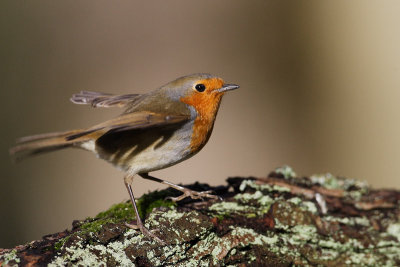 passereaux063web.jpg