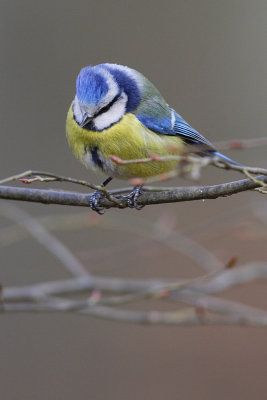passereaux075web.jpg