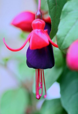 ..looking into the 'fuchsia' ;-)