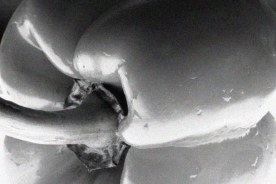 'pepper' - after Edward Weston