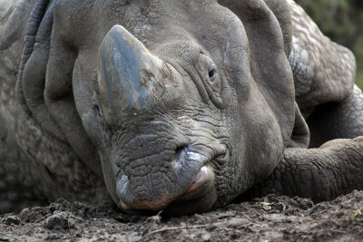 neushoorn