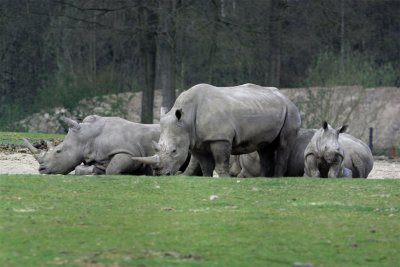 neushoorns