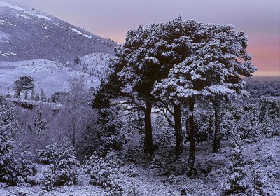 Mountain Blush