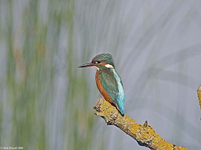 Stodmarsh Kingfisher 1.jpg