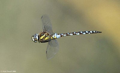 Migrant Hawker.jpg