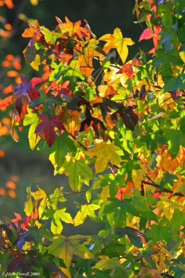 Autumnal colours 4.JPG