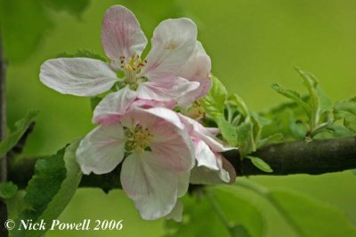 Spring Blossom