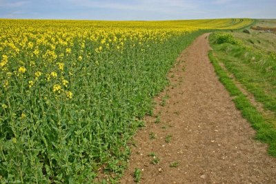 Oil Seed Rape Field White Cliffs Dover.jpg