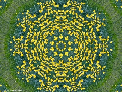 Concentric daffodils.jpg