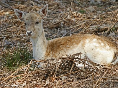 Fallow Deer 2.JPG