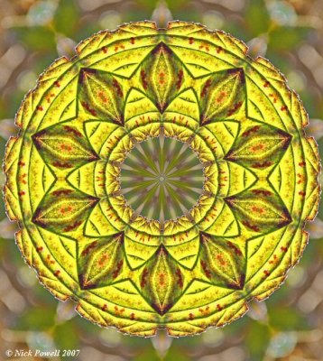 Backlit Leaves Kaleidoscope