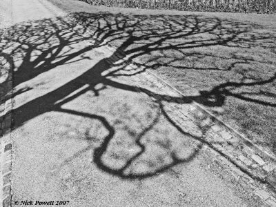 Tree Shadows