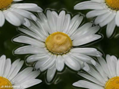 Shrink wrapped daisies