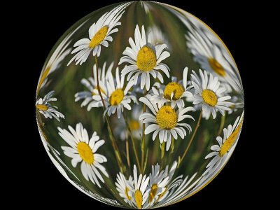 Daisy Paperweight