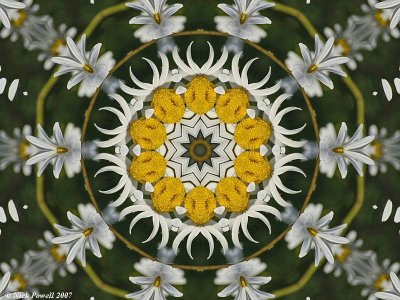 Daisy Kaleidoscope
