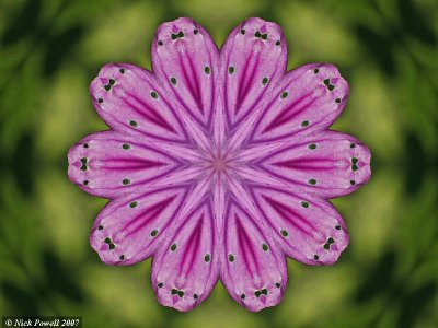 Purple Flower Kaleidoscope