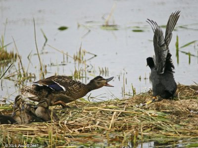 'Scoot it Coot'