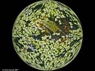 Frog in a bubble