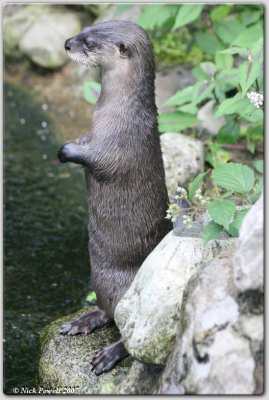 Otter (Lontra canadensis)
