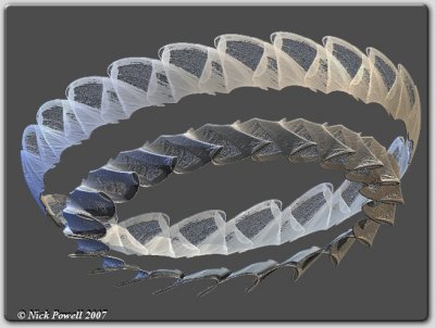 Chaoscope 75