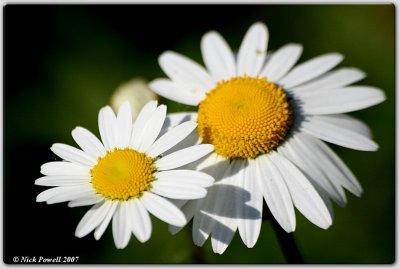 Ox-Eye Daisies (Leucanthemum vulgare)