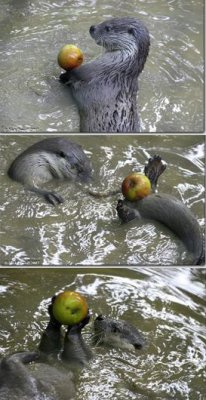 Otter juggling apple