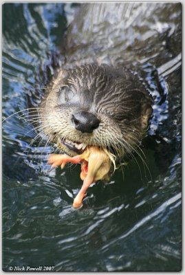 Otter at Sea-life Sanctuary
