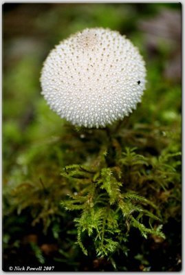 Common Puffball (Lycoperdon perlatum)