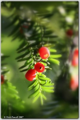 Yew Berry (Taxus baccata)