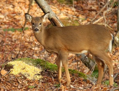 ONI_86356197 Cerf de Virginie.jpg