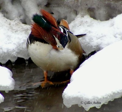 P2020078 Canard Mandarin copy.jpg