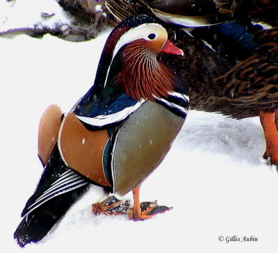 P2020095 Canard Mandarin copy.jpg