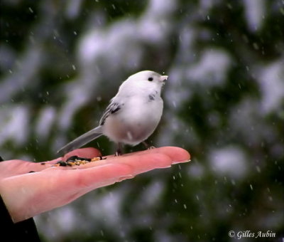 oiseaux_de_la_region_de_mirabel