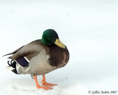 GIL_0008 Canard colvert mle copy.jpg