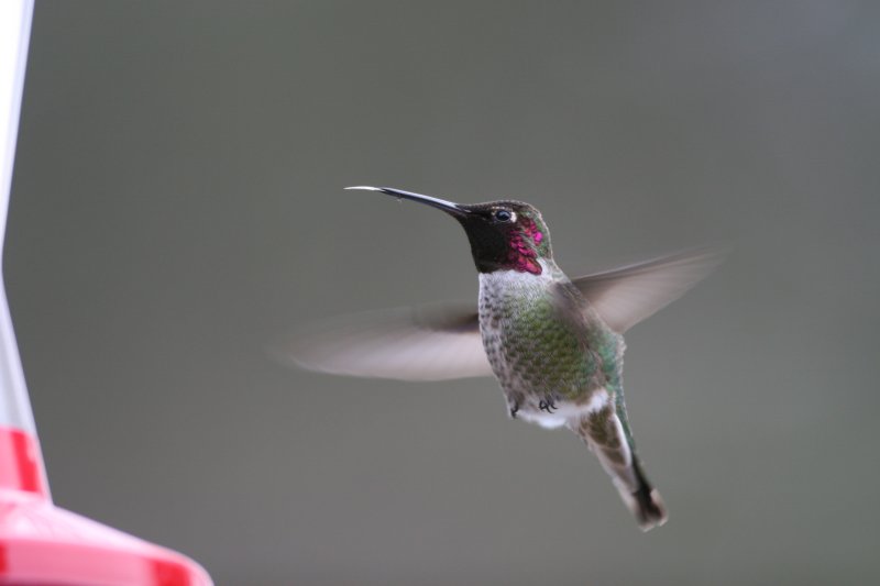 annas hummingbird