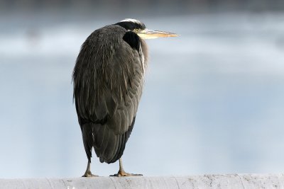 Heron on a pipe