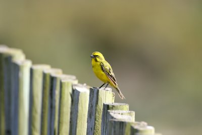 Bully Canary?