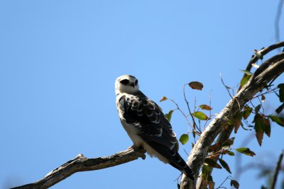 Black-shouldered Kite