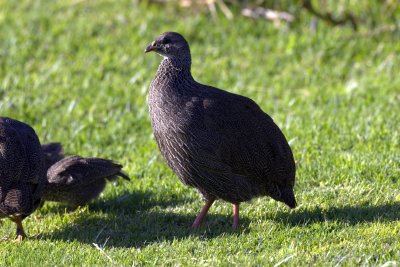 Cape Francolin